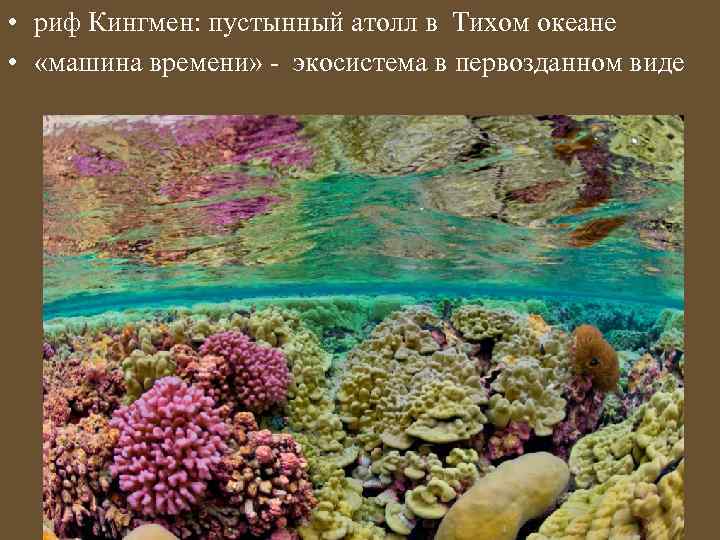  • риф Кингмен: пустынный атолл в Тихом океане • «машина времени» - экосистема