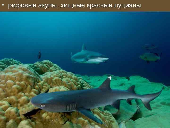  • рифовые акулы, хищные красные луцианы 