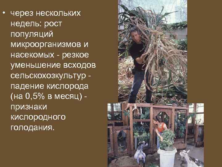  • через нескольких недель: рост популяций микроорганизмов и насекомых - резкое уменьшение всходов