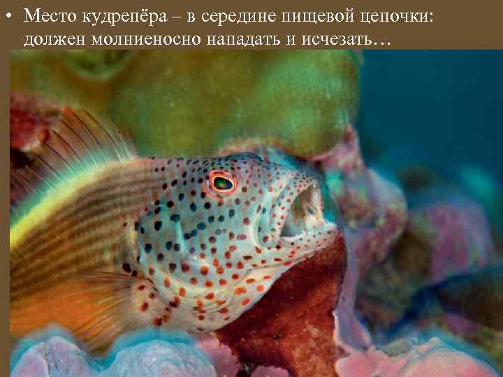  • Место кудрепёра – в середине пищевой цепочки: должен молниеносно нападать и исчезать…