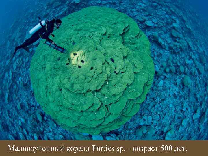 Малоизученный коралл Porties sp. - возраст 500 лет. 