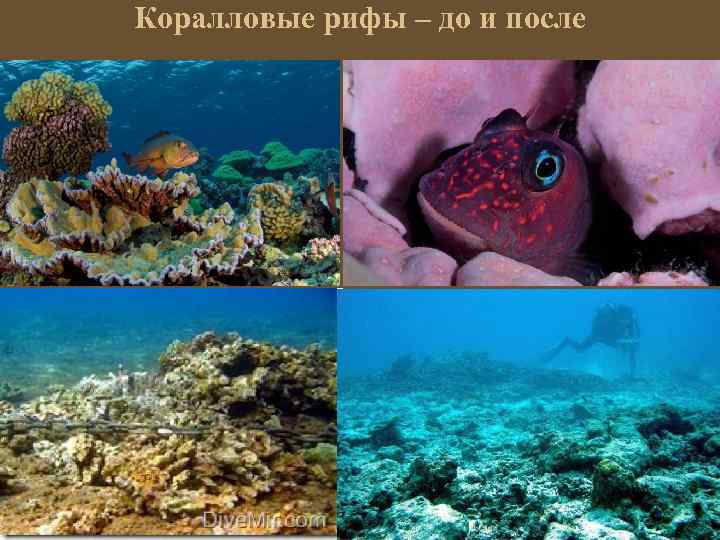 Коралловые рифы – до и после 
