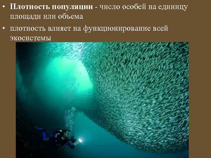  • Плотность популяции - число особей на единицу площади или объема • плотность