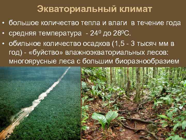 Экваториальный климат • большое количество тепла и влаги в течение года • средняя температура