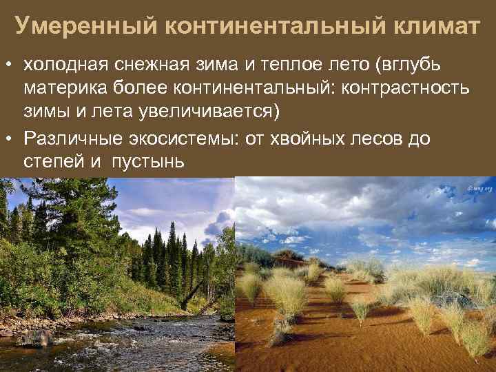 Умеренный континентальный климат • холодная снежная зима и теплое лето (вглубь материка более континентальный: