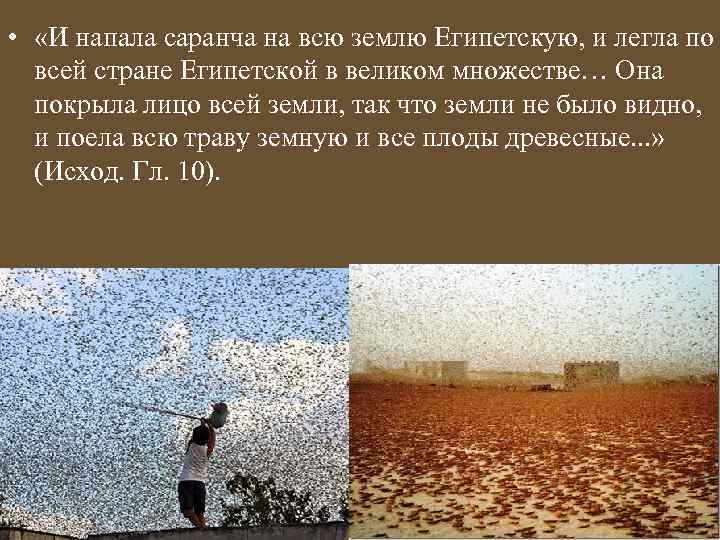  • «И напала саранча на всю землю Египетскую, и легла по всей стране