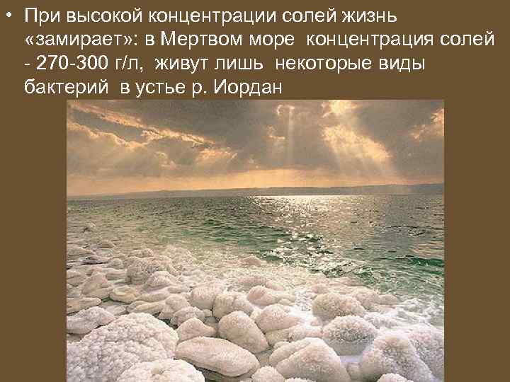  • При высокой концентрации солей жизнь «замирает» : в Мертвом море концентрация солей