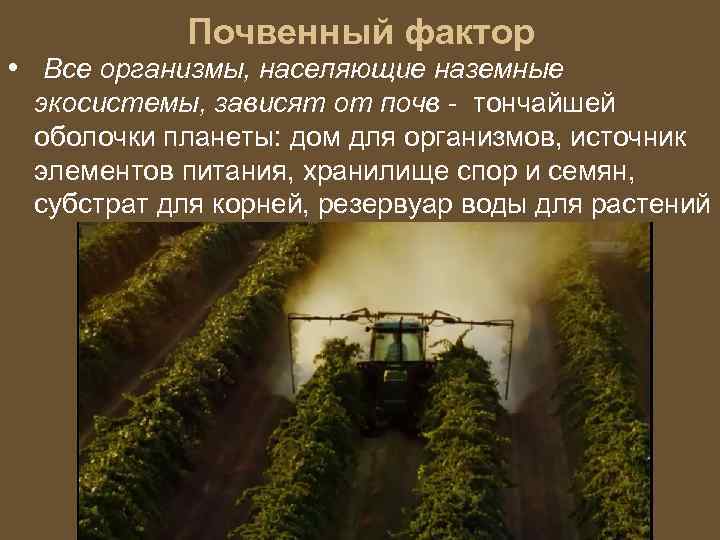 Почвенный фактор • Все организмы, населяющие наземные экосистемы, зависят от почв - тончайшей оболочки