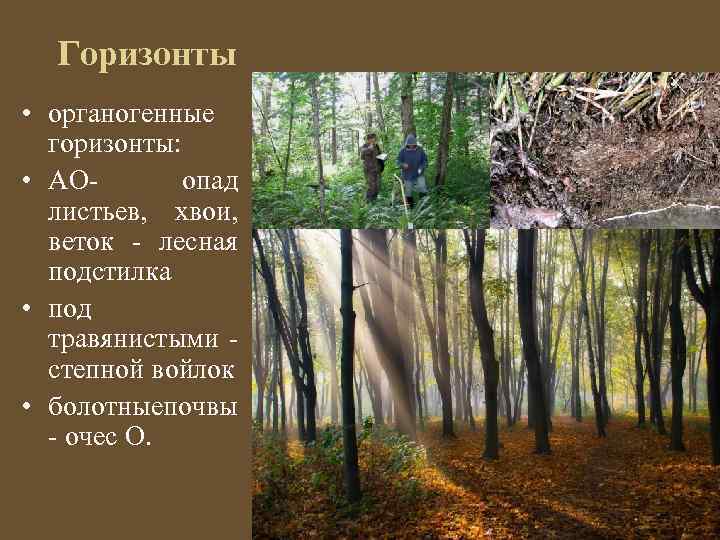 Горизонты • органогенные горизонты: • АО- опад листьев, хвои, веток - лесная подстилка •