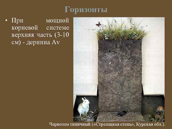 Горизонты • При мощной корневой системе верхняя часть (3 -10 см) - дернина Аv