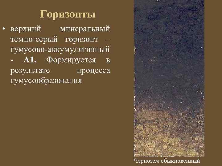 Горизонты • верхний минеральный темно-серый горизонт – гумусово-аккумулятивный - A 1. Формируется в результате