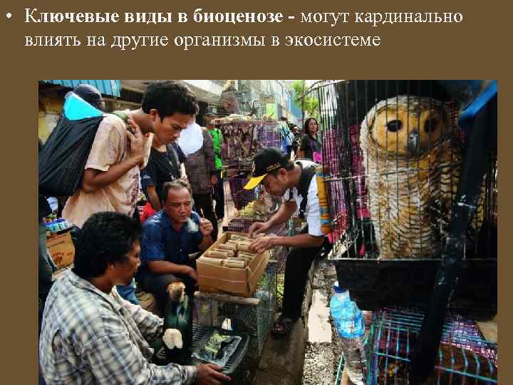  • Ключевые виды в биоценозе - могут кардинально влиять на другие организмы в