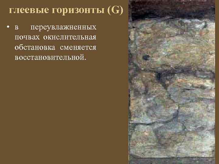 Глеевые почвы. Глеевый Горизонт. Глеевые горизонты почв. G - глеевый Горизонт. Окислительная обстановка почв.