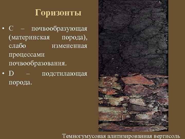 Горизонты • С – почвообразующая (материнская порода), слабо измененная процессами почвообразования. • D –