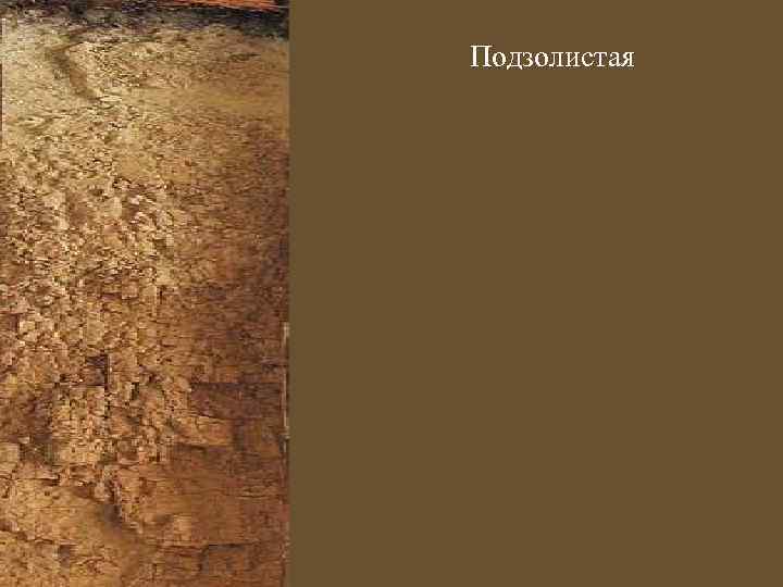 Подзолистая 