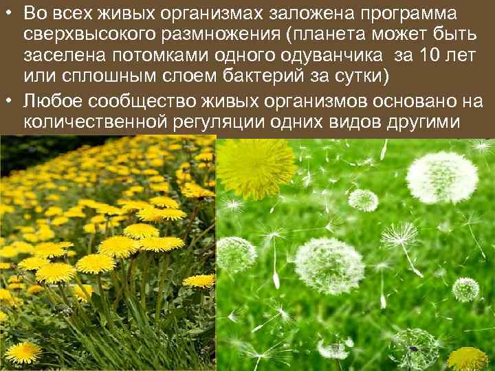  • Во всех живых организмах заложена программа сверхвысокого размножения (планета может быть заселена