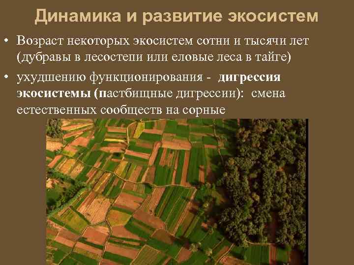 Динамика и развитие экосистем • Возраст некоторых экосистем сотни и тысячи лет (дубравы в