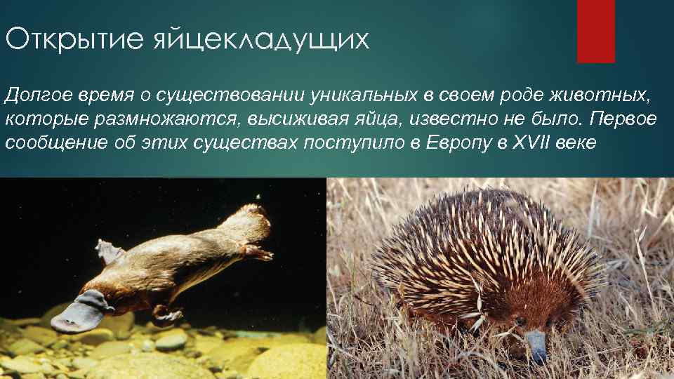 Открытие яйцекладущих Долгое время о существовании уникальных в своем роде животных, которые размножаются, высиживая