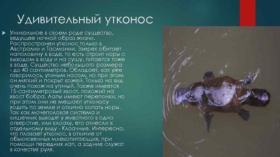 Удивительный утконос Уникальное в своем роде существо, ведущее ночной образ жизни. Распространен утконос только