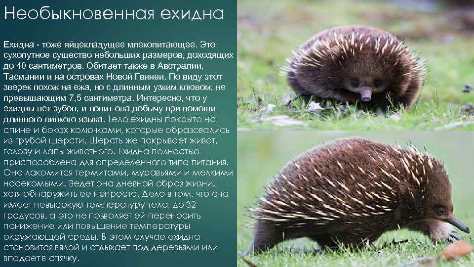 Необыкновенная ехидна Ехидна - тоже яйцекладущее млекопитающее. Это сухопутное существо небольших размеров, доходящих до