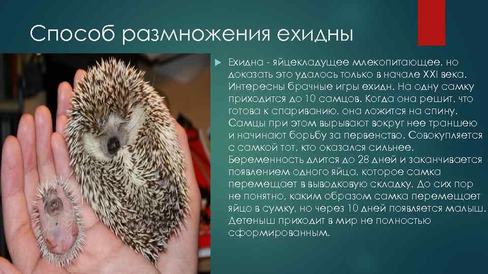 Способ размножения ехидны Ехидна - яйцекладущее млекопитающее, но доказать это удалось только в начале