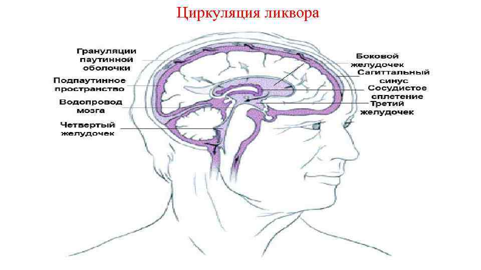 Циркуляция ликвора 