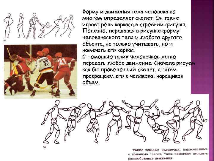 Форму и движения тела человека во многом определяет скелет. Он также играет роль каркаса