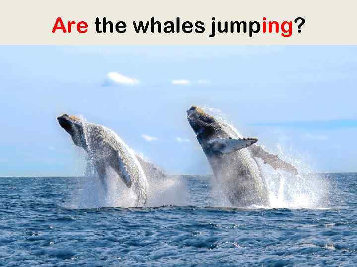 Are the whales jumping? 