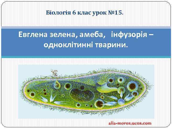 Біологія 6 клас урок № 15. Евглена зелена, амеба, інфузорія – одноклітинні тварини. alla-moroz.