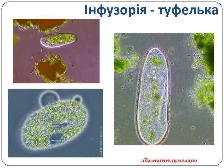 Інфузорія - туфелька alla-moroz. ucoz. com 