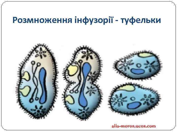 Розмноження інфузорії - туфельки alla-moroz. ucoz. com 