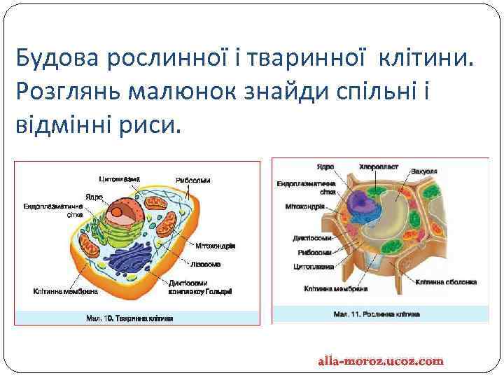 Будова рослинної і тваринної клітини. Розглянь малюнок знайди спільні і відмінні риси. alla-moroz. ucoz.
