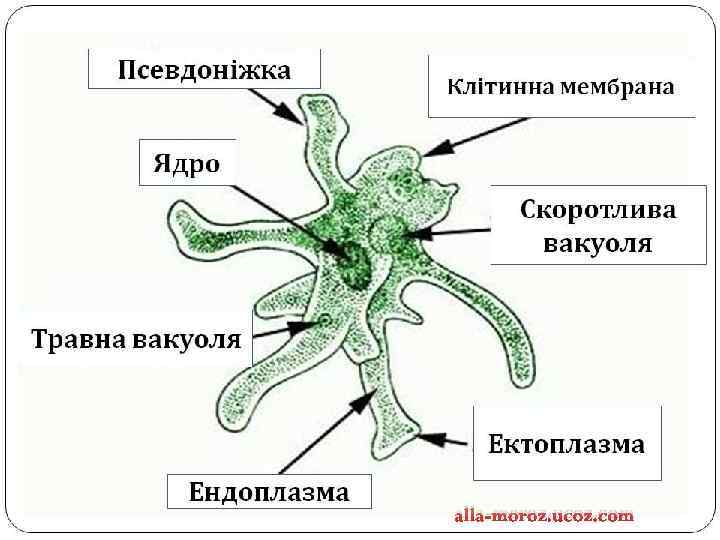 alla-moroz. ucoz. com 