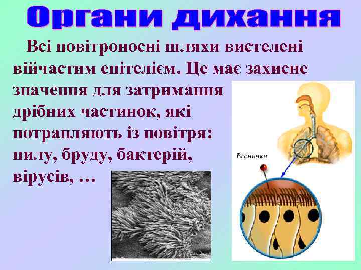 Всі повітроносні шляхи вистелені війчастим епітелієм. Це має захисне значення для затримання дрібних частинок,