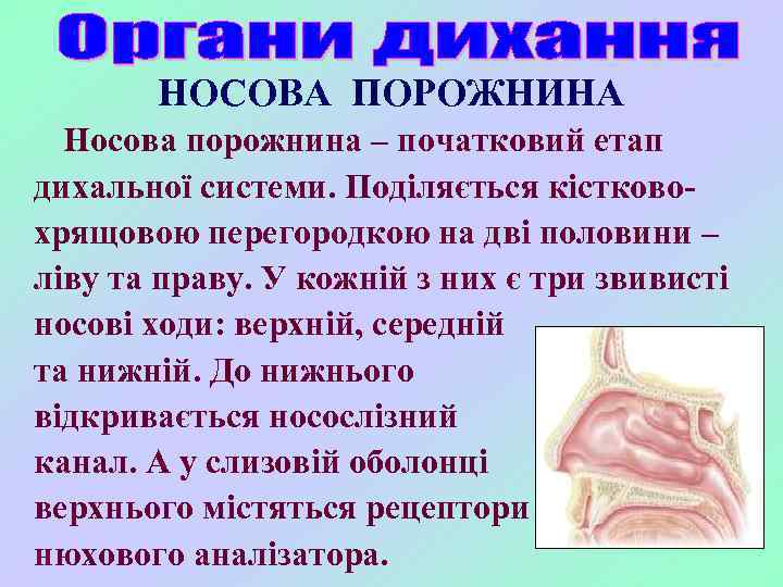 НОСОВА ПОРОЖНИНА Носова порожнина – початковий етап дихальної системи. Поділяється кістковохрящовою перегородкою на дві