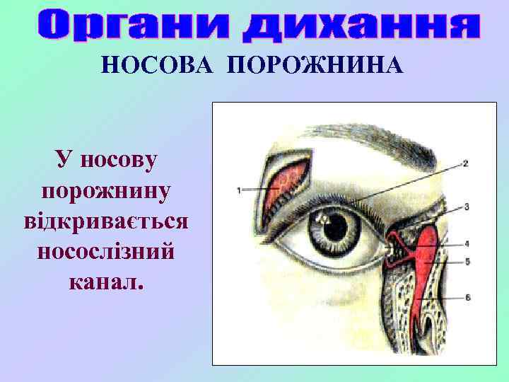 НОСОВА ПОРОЖНИНА У носову порожнину відкривається носослізний канал. 