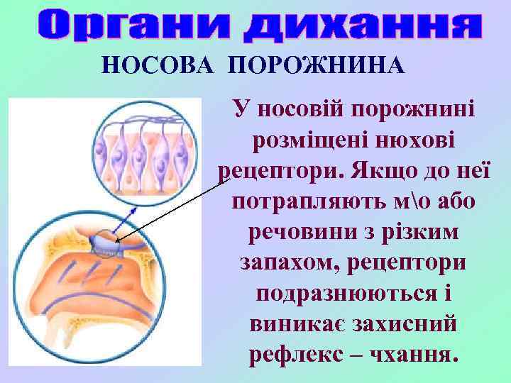 НОСОВА ПОРОЖНИНА У носовій порожнині розміщені нюхові рецептори. Якщо до неї потрапляють мо або