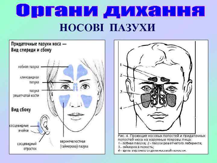 НОСОВІ ПАЗУХИ 