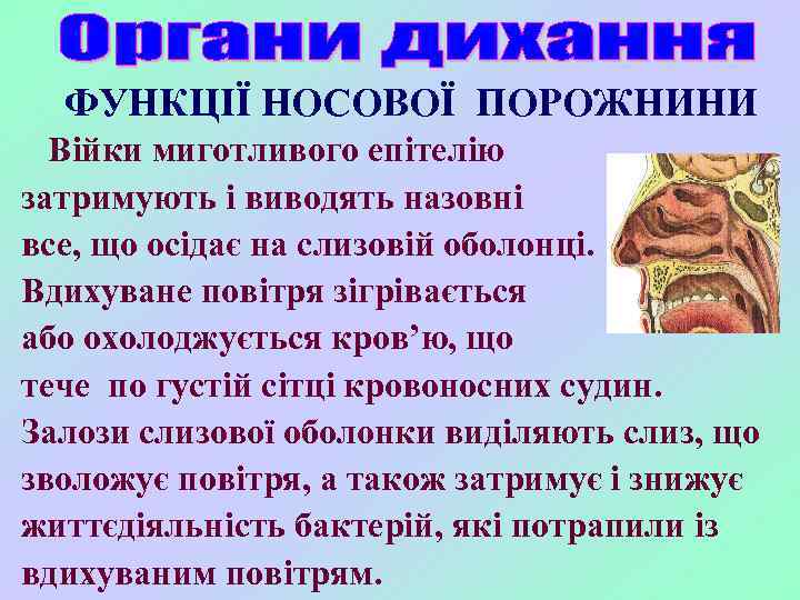 ФУНКЦІЇ НОСОВОЇ ПОРОЖНИНИ Війки миготливого епітелію затримують і виводять назовні все, що осідає на