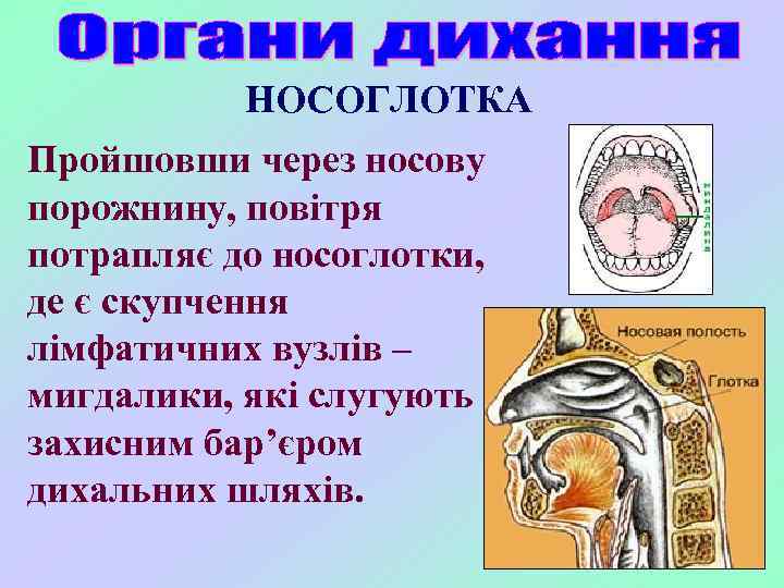 НОСОГЛОТКА Пройшовши через носову порожнину, повітря потрапляє до носоглотки, де є скупчення лімфатичних вузлів
