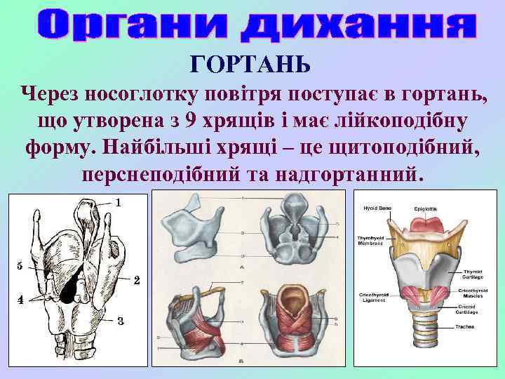 ГОРТАНЬ Через носоглотку повітря поступає в гортань, що утворена з 9 хрящів і має