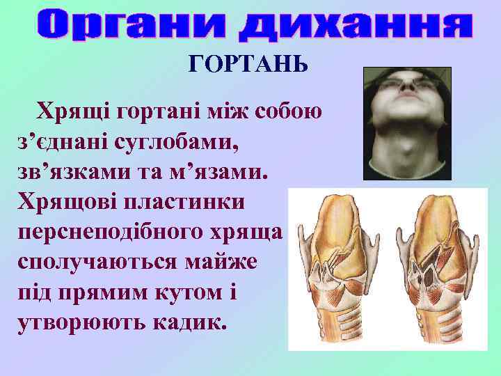 ГОРТАНЬ Хрящі гортані між собою з’єднані суглобами, зв’язками та м’язами. Хрящові пластинки перснеподібного хряща