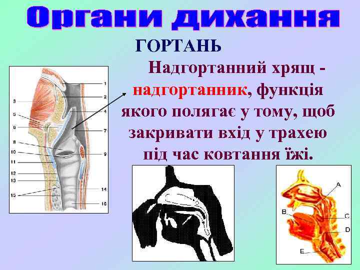 ГОРТАНЬ Надгортанний хрящ надгортанник, функція якого полягає у тому, щоб закривати вхід у трахею