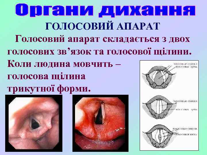 ГОЛОСОВИЙ АПАРАТ Голосовий апарат складається з двох голосових зв’язок та голосової щілини. Коли людина
