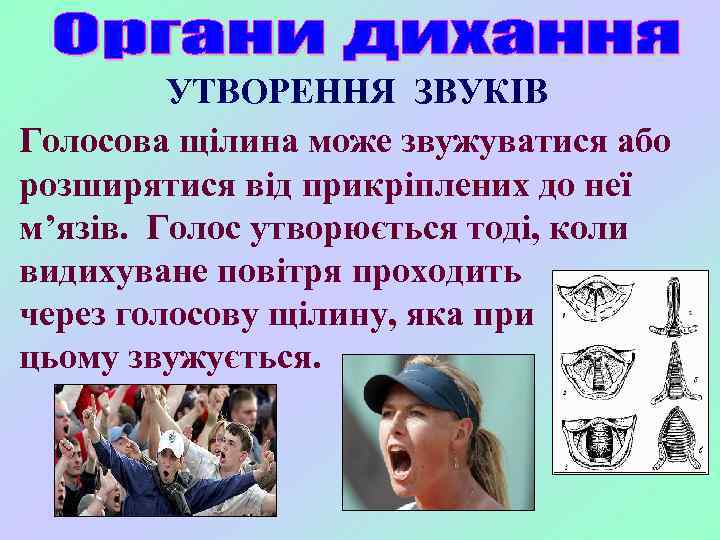 УТВОРЕННЯ ЗВУКІВ Голосова щілина може звужуватися або розширятися від прикріплених до неї м’язів. Голос