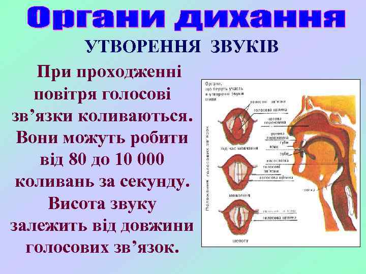 УТВОРЕННЯ ЗВУКІВ При проходженні повітря голосові зв’язки коливаються. Вони можуть робити від 80 до