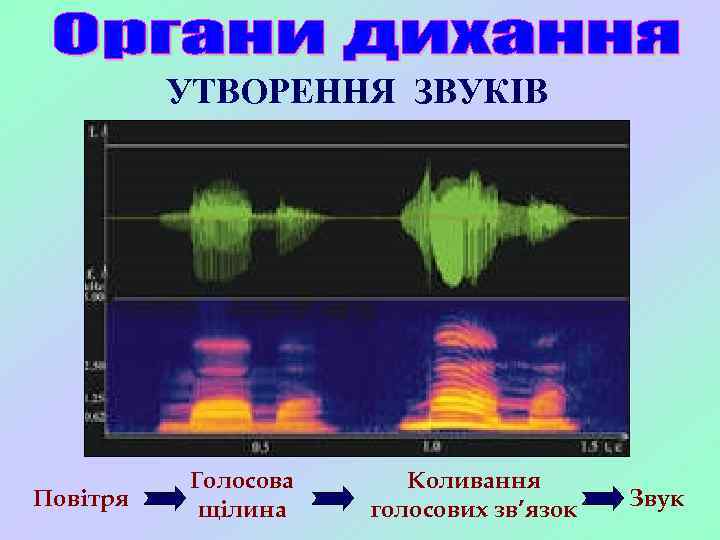 УТВОРЕННЯ ЗВУКІВ Повітря Голосова щілина Коливання голосових зв’язок Звук 