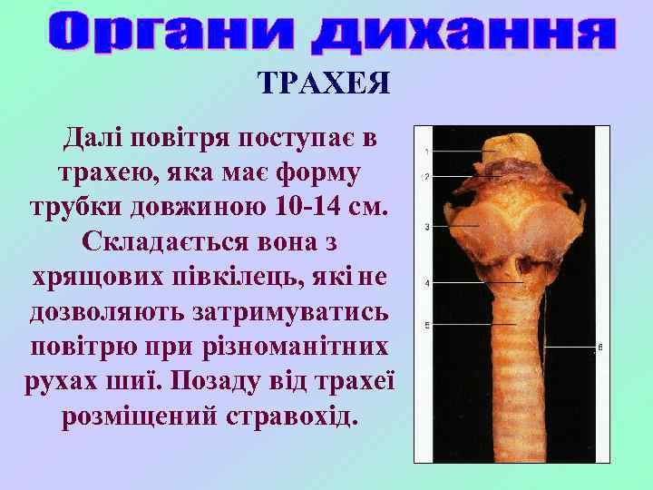 ТРАХЕЯ Далі повітря поступає в трахею, яка має форму трубки довжиною 10 -14 см.