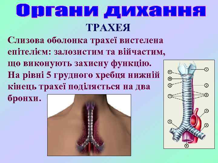 ТРАХЕЯ Слизова оболонка трахеї вистелена епітелієм: залозистим та війчастим, що виконують захисну функцію. На