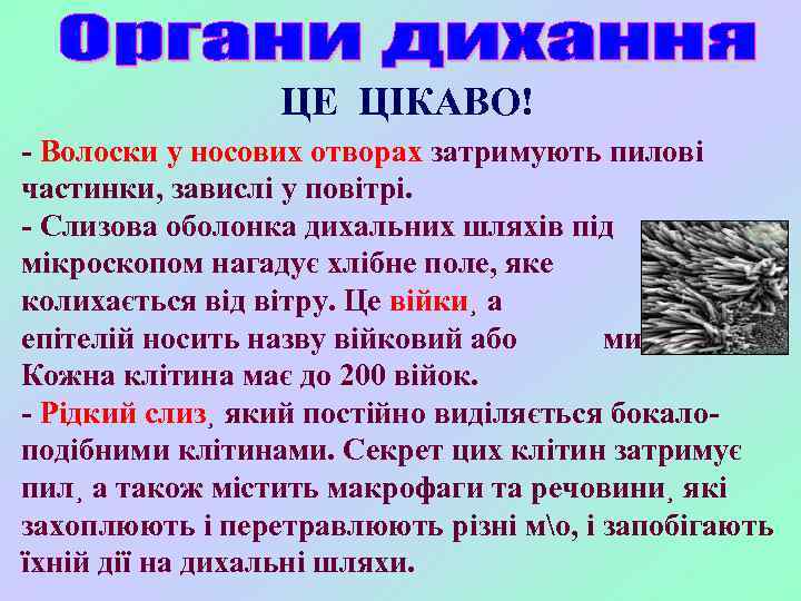 ЦЕ ЦІКАВО! - Волоски у носових отворах затримують пилові частинки, завислі у повітрі. -